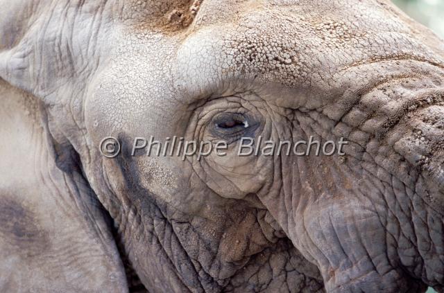 loxodonta africana.JPG - Elephant d'AfriqueLoxodonta africanaAfrican Bush ElephantProboscidea, Elephantidae
